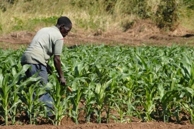 black farmer