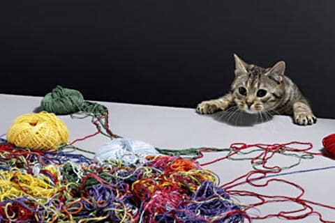cat-string